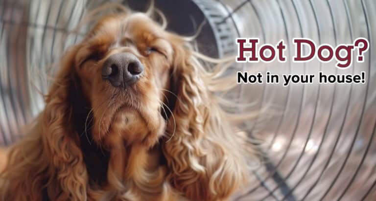 A long-haired dog sits in front of a fan with eyes closed. Text reads: "Hot Dog? Not in your house!.